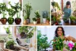 Lucky Indoor Plants You Should Grow at Home