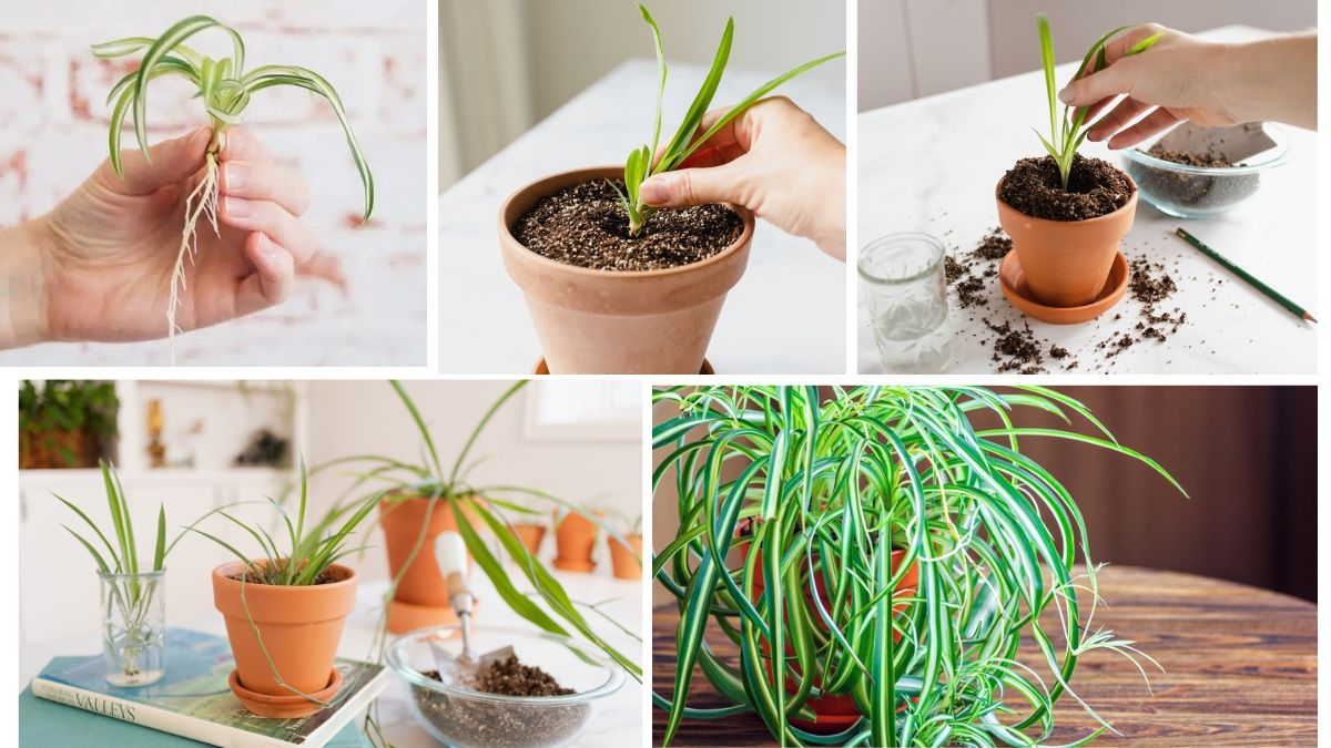 Spider Plant Propagation Made Easy