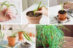Spider Plant Propagation Made Easy
