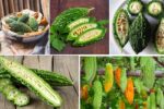 World’s Largest Bitter Melon Exporters Revealed