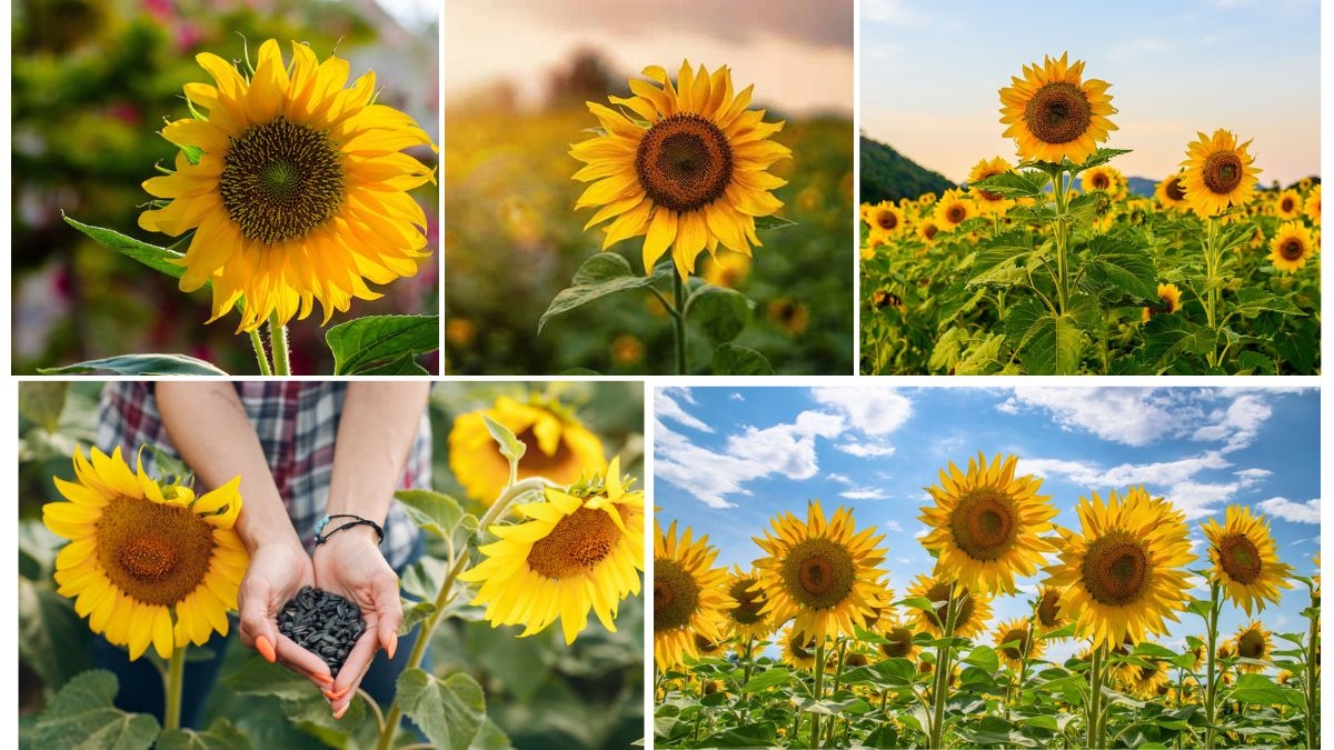 Sunflower Farming Giants: Where It’s Grown the Most