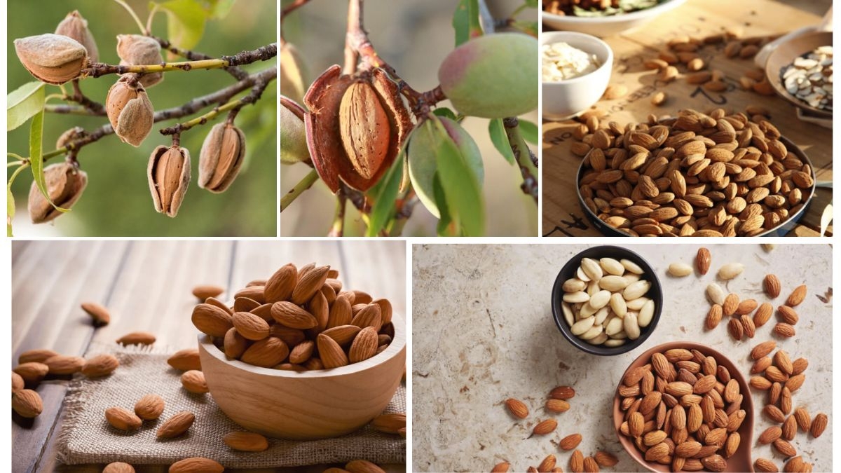 Countries That Dominate the Almond Industry