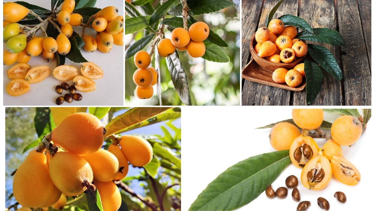 Loquat Production Trends by Country