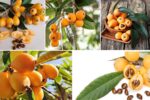 Loquat Production Trends by Country