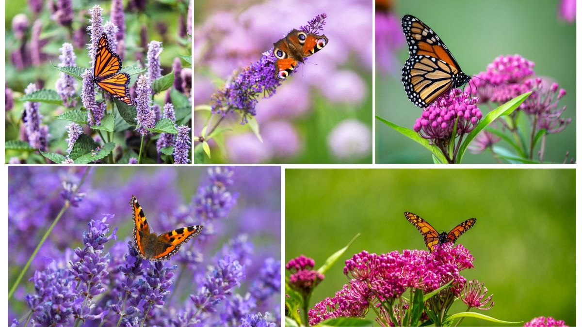 Best Garden Plants That Attract Birds and Butterflies