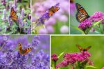 Best Garden Plants That Attract Birds and Butterflies