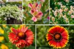 Flowers That Thrive in Indian Summers