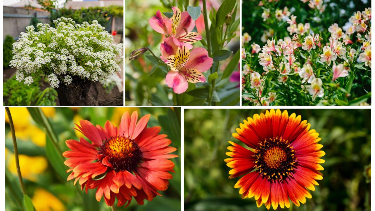 Flowers That Thrive in Indian Summers