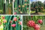 How Often Should You Water a Dragon Fruit Plant