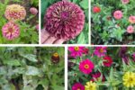 How Do You Prevent Powdery Mildew on Zinnias?