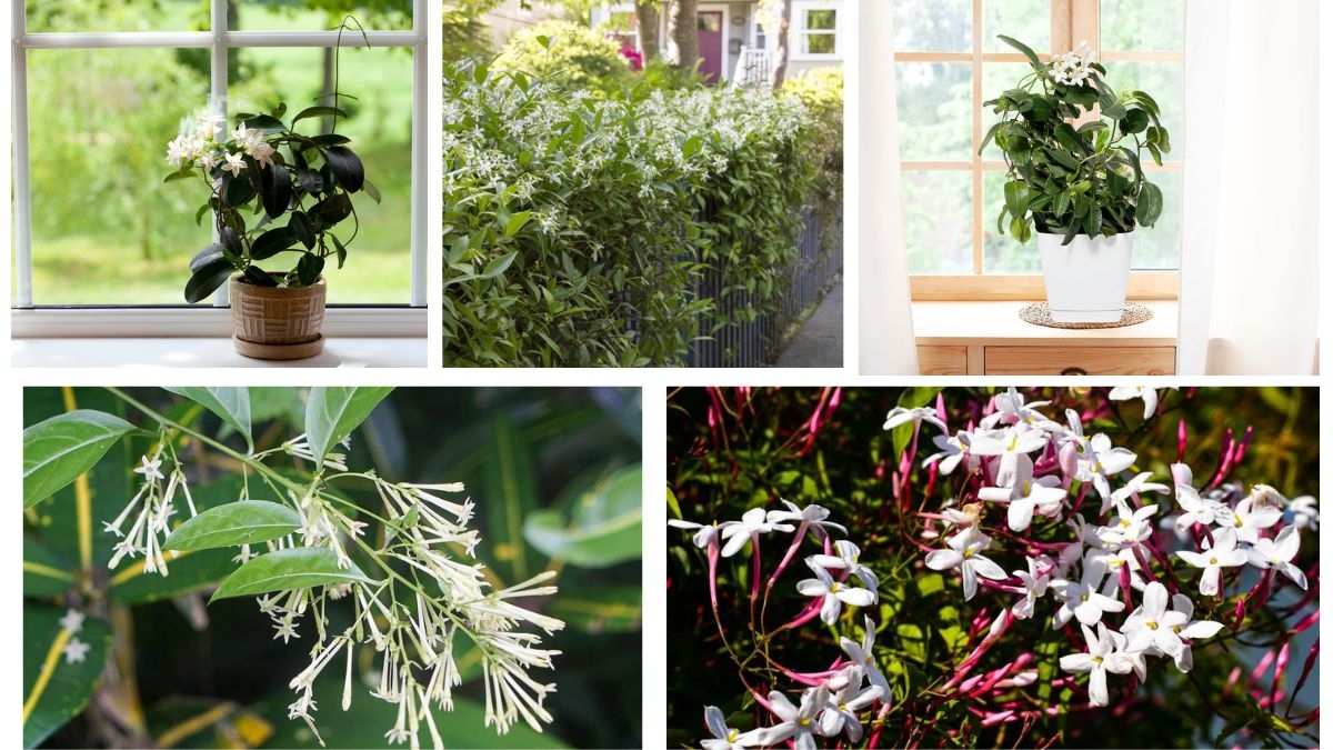 What Makes Jasmine a Great Evening Garden Plant?