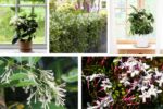 What Makes Jasmine a Great Evening Garden Plant?