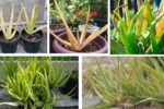 Why Are My Aloe Vera Leaves Turning Yellow?