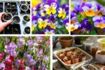 When Should You Start Seeds Indoors for Spring Flowers?