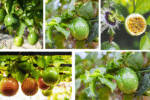 How Often Should You Water a Passion Fruit Plant