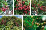 How Often Should You Water a Lychee Tree