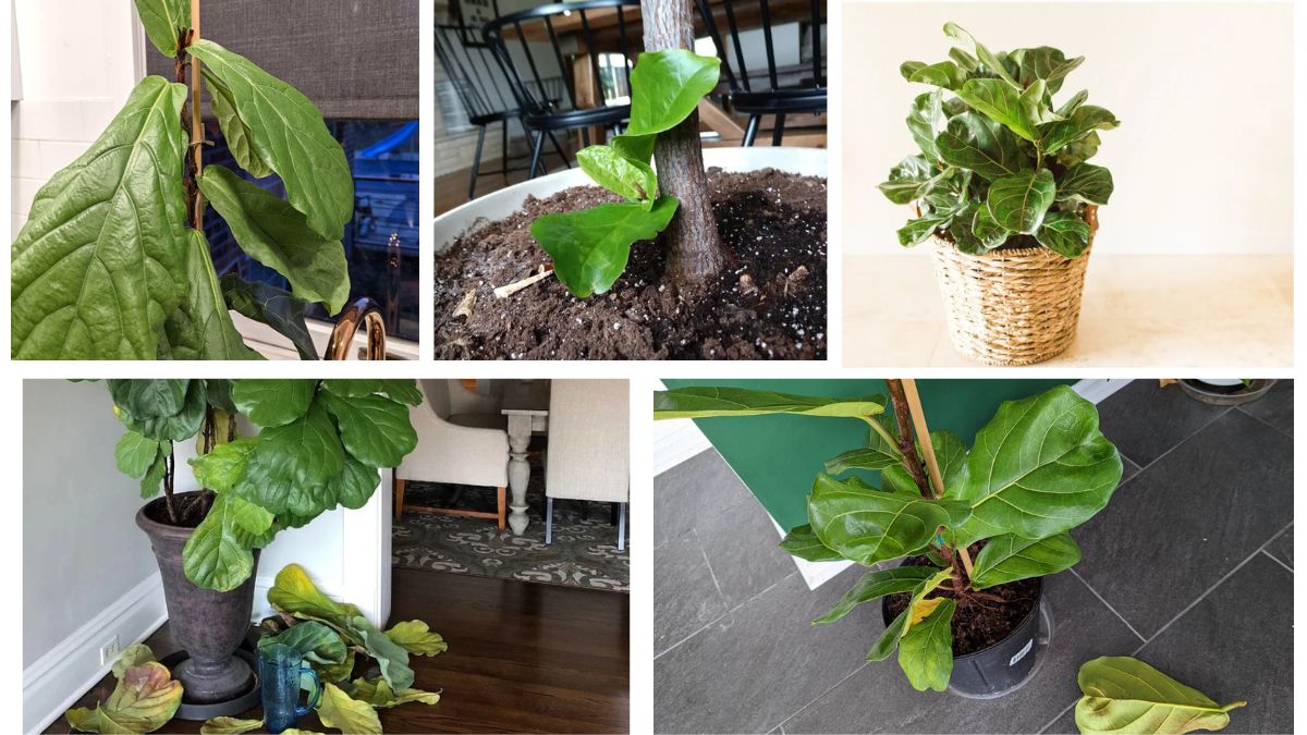 Why Do Fiddle Leaf Fig Leaves Drop?