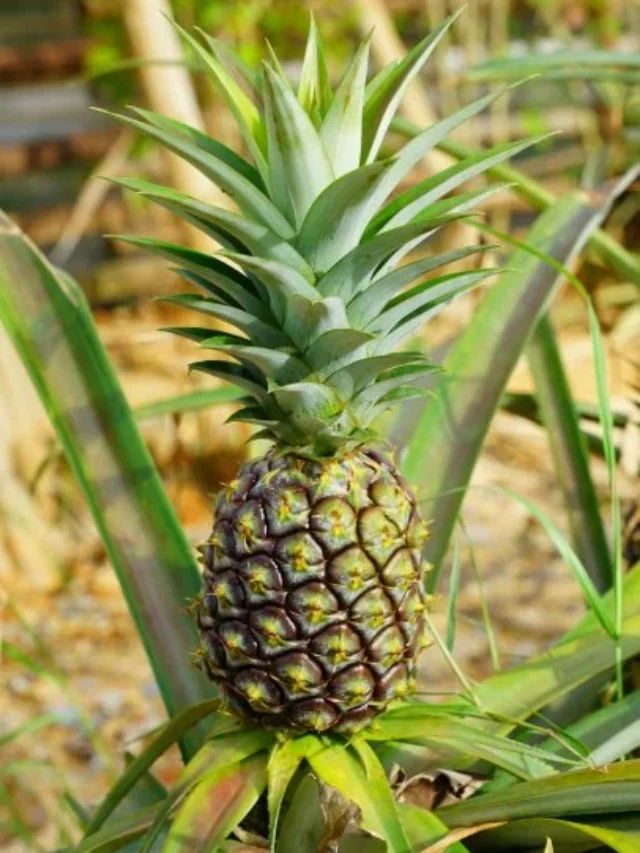 Planting a Pineapple Top: A Tropical Growing Experience