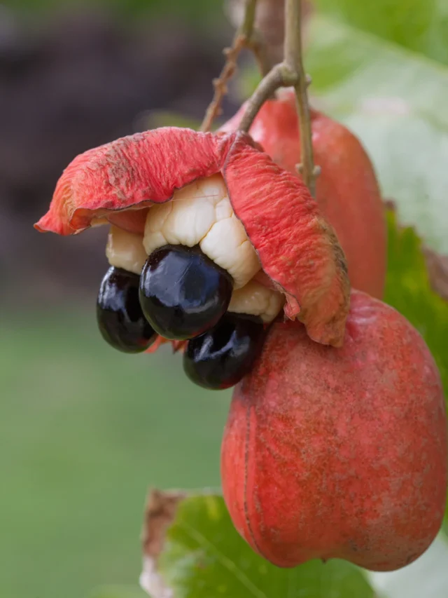 Where Is the Most Ackee Grown? Discover the Leading Country