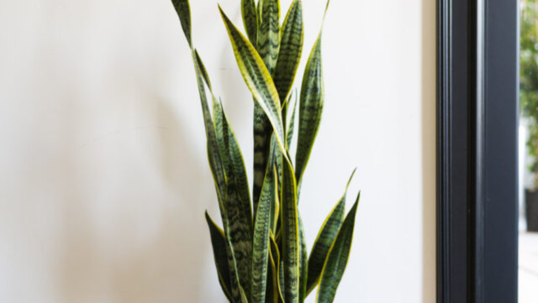 Everything-You-Need-to-Know-About-Snake-Plants-13