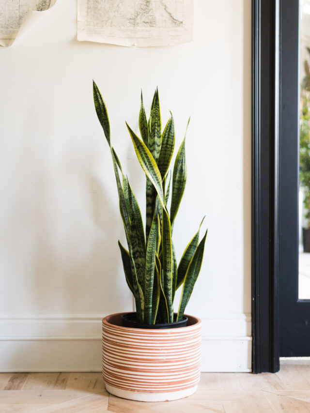 The Complete Beginner’s Guide to Caring for a Snake Plant Indoors