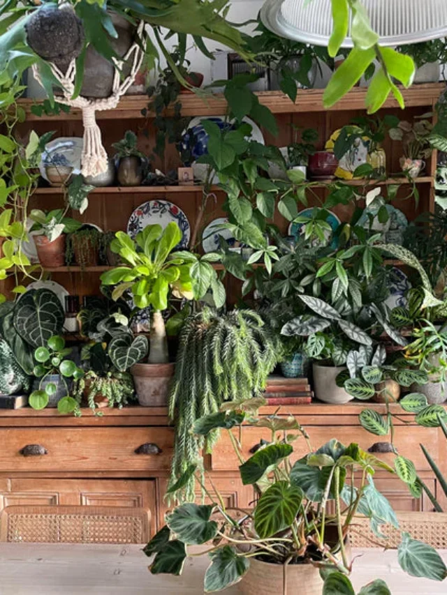 10 Quick-Growing Indoor Plants to Instantly Add Green to Your Space