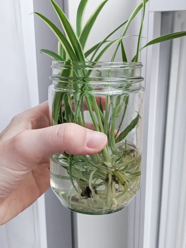 How to Multiply Spider Plants by Propagation Easily