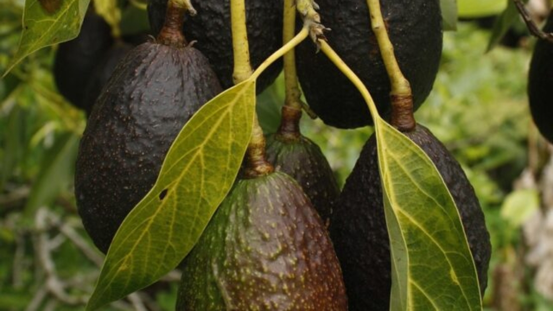 avocado-1304027_1280
