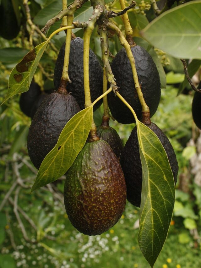 Which Country Is the Top Avocado Exporter in the World?