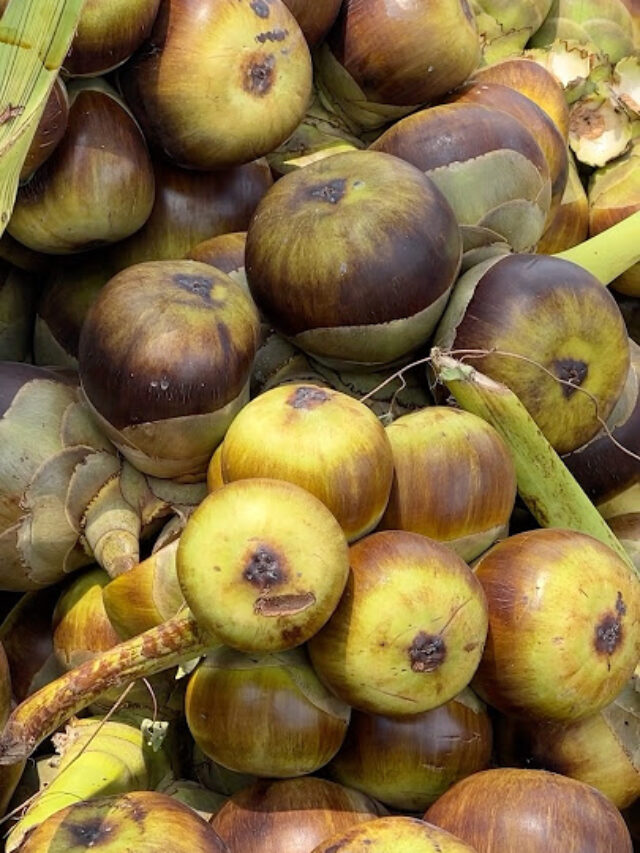 Find Out Which Country Grows the Most Palmyra Fruit