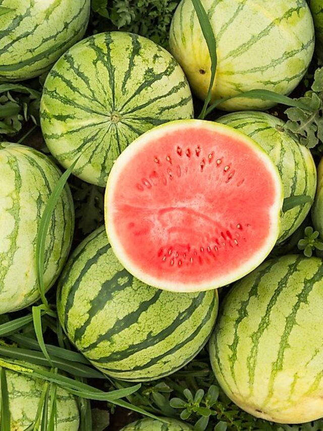 Discover Which Country Exports the Most Watermelons Globally