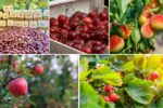 How Climate Change Is Impacting Fruit Production