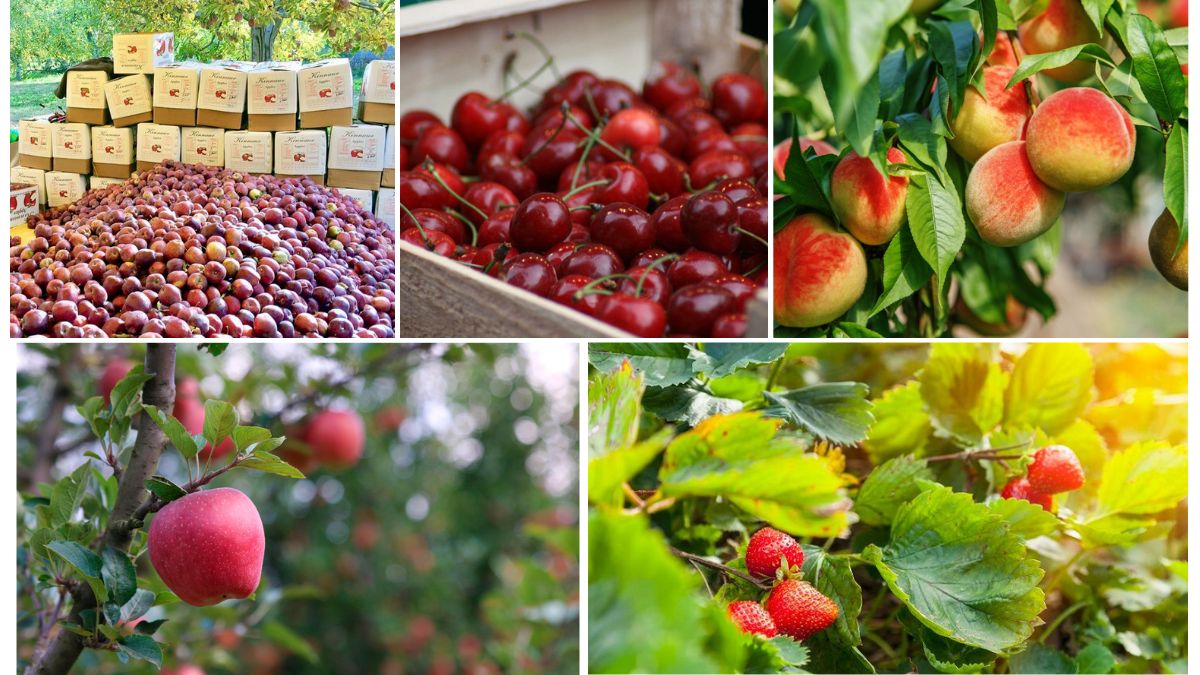 How Climate Change Is Impacting Fruit Production