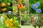 Fastest Growing Fruit Exporting Countries in the World