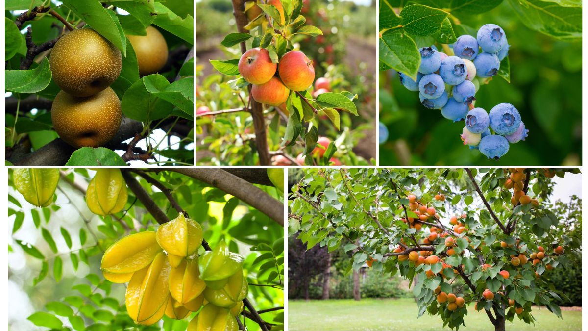 Fastest Growing Fruit Exporting Countries in the World