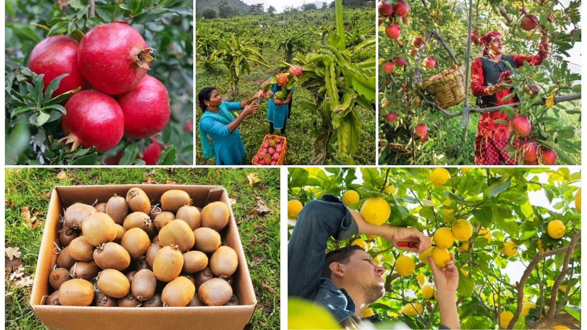 Fruit Farming Trends to Watch in 2025