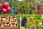 Fruit Farming Trends to Watch in 2025