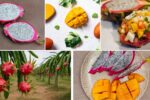 Agricultural Success Stories: Dragon Fruit & Mangoes