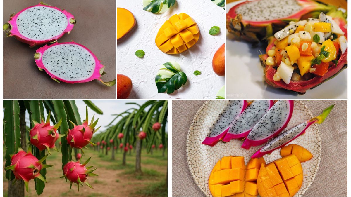 Agricultural Success Stories: Dragon Fruit & Mangoes