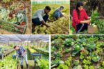 How Urban Gardening Is Changing the Way We Eat