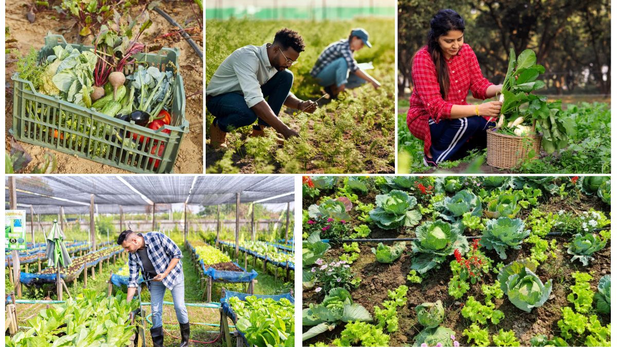 How Urban Gardening Is Changing the Way We Eat