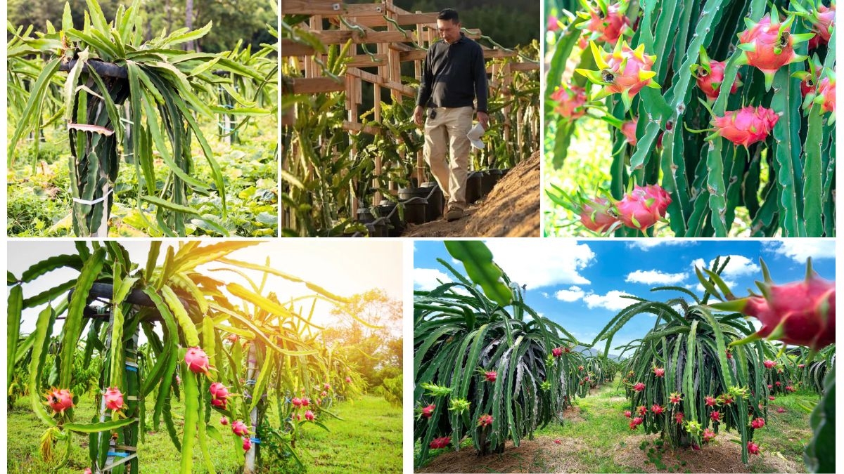How to Support and Trellis Your Dragon Fruit Vines