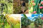 How to Support and Trellis Your Dragon Fruit Vines