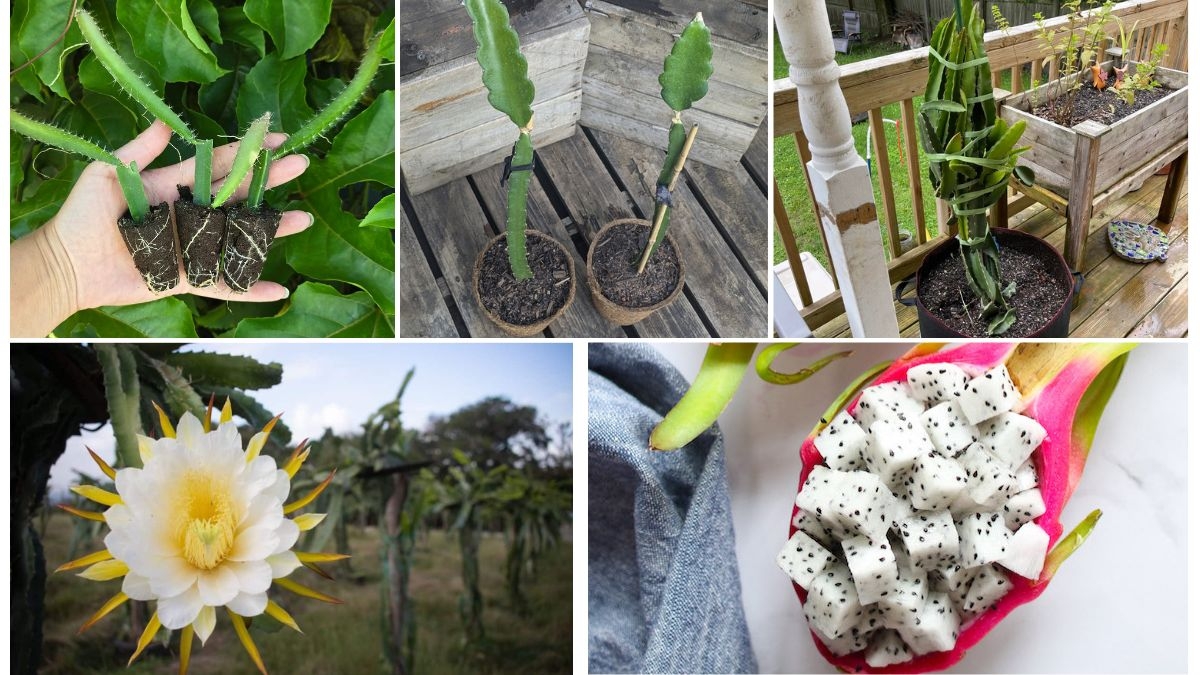 The Complete Dragon Fruit Container Gardening Guide