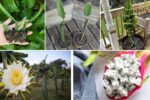 The Complete Dragon Fruit Container Gardening Guide