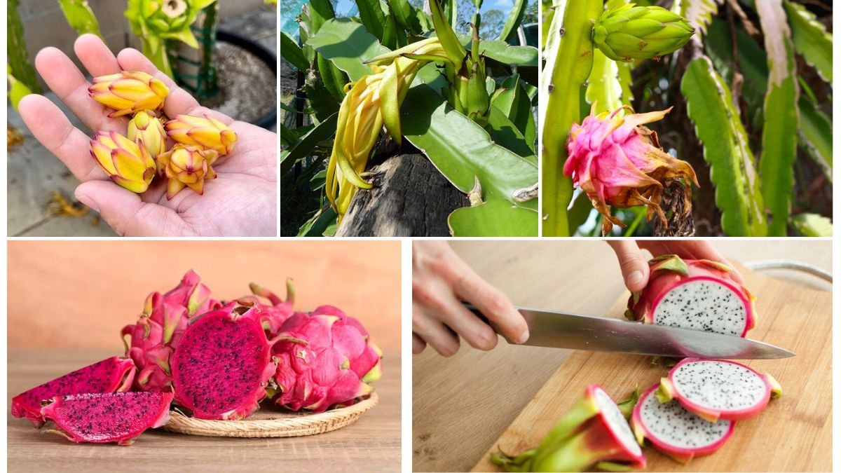Why Your Dragon Fruit Isn’t Fruiting and How to Fix It