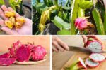 Why Your Dragon Fruit Isn’t Fruiting and How to Fix It