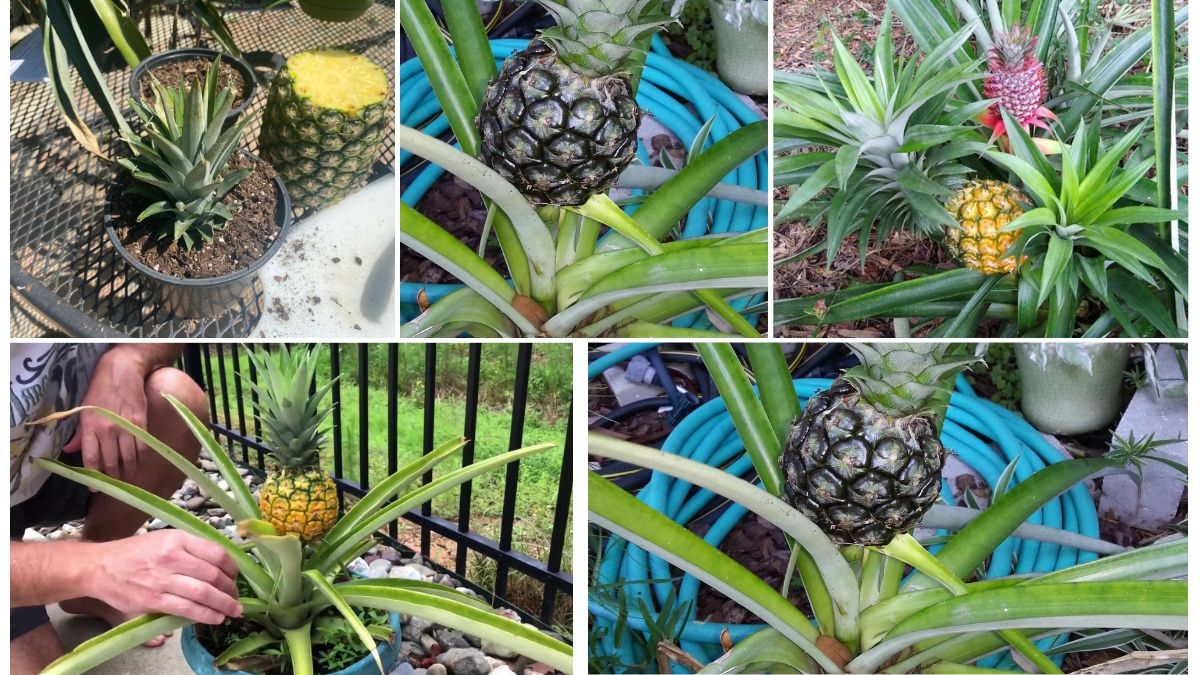How to Identify a Ripe Homegrown Pineapple