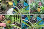 How to Identify a Ripe Homegrown Pineapple