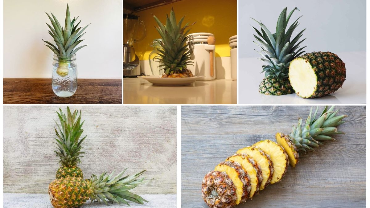 Pineapple Growth Timeline: What You Should Know